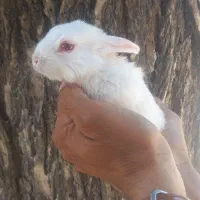 خرگوشی