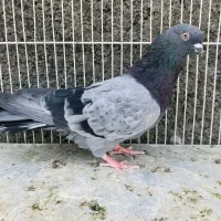 سبز پرشی پرش بالا