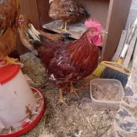 ۴ عدد مرغ و خروس گلپایگانی و رسمی