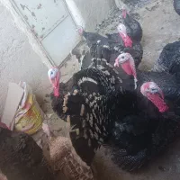 بوقلمون های رسمی