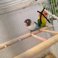 کوتوله بریزلی