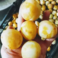 الو خورشتی درجه یک