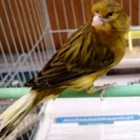 قناری سوپری مست و مولد