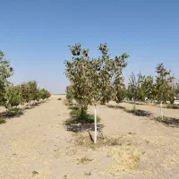 فروش باغ شهری 1000متری|فروش خانه و ویلا|مرودشت, نقش رستم|دیوار