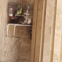 عروس هلندی