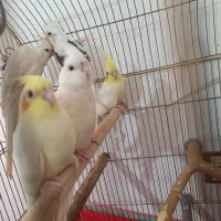 جوجه عروس هلندی آلبینو و لوتینو