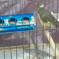 قناری قورولتی ماده نژاد دار