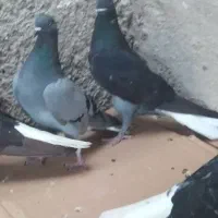 دم سفید شهر خورموج