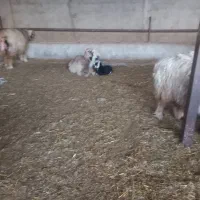 میش بره فروشی