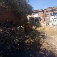 بره|حیوانات مزرعه|نمین, |دیوار