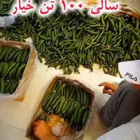 فروش گلخانه بزرگ/زیر فی/وام دارد/اقساطی هم می دهیم|فروش دفتر صنعتی، کشاورزی، تجاری|مشهد, سرافرازان|دیوار