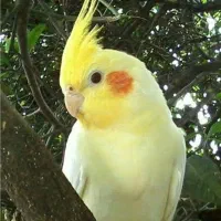 ج عروس