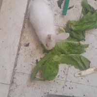 خرگوش سفید کوچک