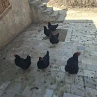 مرغ سیاه تخم کن