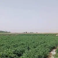 یک-پلاک-زمین-برای-باغ-ویلا