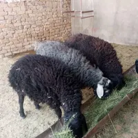 بره