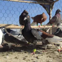 دسته کفتر نوبازی و صید|پرنده|تربت‌حیدریه, طالقانی|دیوار