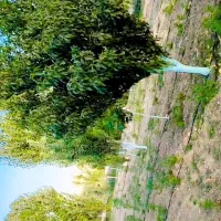 انجام کلیه خدمات باغبانی|خدمات باغبانی و درختکاری|تهران, پاسداران|دیوار