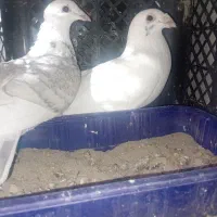 دونه ای ۴۰۰