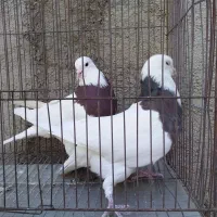 کبوتر فروشی...|پرنده|محمدیه-قزوین, |دیوار