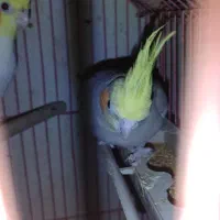 هلندی نر آهویی ابلغ فول دستی سخنگو(حتمامتن بخانید)|پرنده|شاهین‌شهر, شهرک گلدیس|دیوار