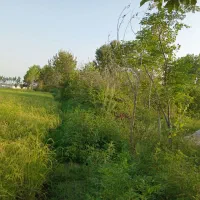 زمین نسقی مسکونی نزدیک رشت|فروش زمین و ملک کلنگی|رشت, حومه رشت|دیوار