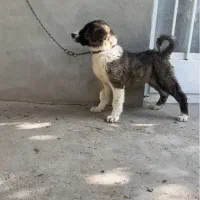 توله الابای روس