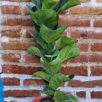 گل اپارتمانی|گل و گیاه طبیعی|سنندج, |دیوار