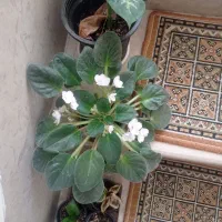 گل بنفشه ی افریقایی