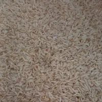 برنج صدری دم سیاه کلات نادری بخش لائین نو