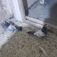 کفتر جوجه دسپر  عطیقه