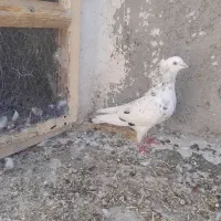سار کاکلی