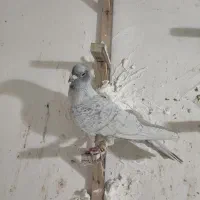 کفتر موشی نقره ای