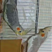 عروس هلندی. کفتر، مرغ، خروس، سگ|پرنده|بم, |دیوار