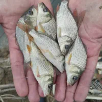 فیتوفاک کپور آمور