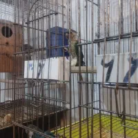 گرینچک مولد ضمانتی|پرنده|ایرانشهر, |دیوار