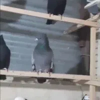 کبوتر فرشاد|پرنده|تهران, افسریه جنوبی|دیوار