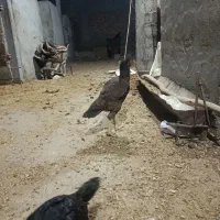 مرغ|حیوانات مزرعه|میاندوآب, |دیوار