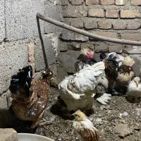 تخم نطفه دار پاکوتاه|حیوانات مزرعه|نوشین شهر, |دیوار