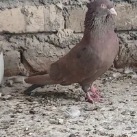 کبوتر سرخ زاغ چشونوک