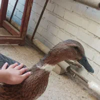 فروش اردک|پرنده|اهواز, بهارستان|دیوار