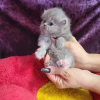 توله گربه نژاد اصیل