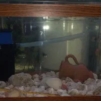 اکواریوم شیشه خم|ماهی|شیراز, ملاصدرا|دیوار