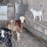 یک راس بره قوچ روزگاری شهرکردی