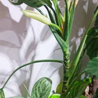 گل طبیعی اپارتمانی|گل و گیاه طبیعی|هریس, |دیوار