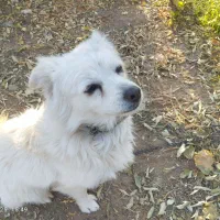 سگ خانگی کاملا سالم نر