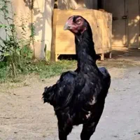 مرغ لاری مشکی