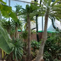 گل کاکتوس نخل ماداگاسکار|گل و گیاه طبیعی|بیستون, |دیوار