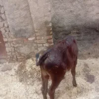 ۳ راس گوساله نر