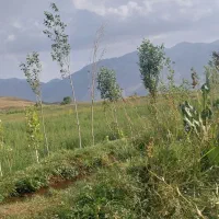 زمین